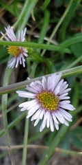 Erigeron alpinus