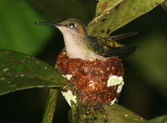 Violet-Capped Woodnymph photo 4