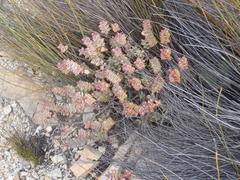 Crassula rupestris rupestris