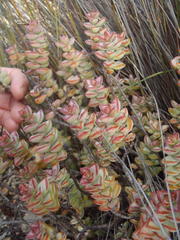 Crassula rupestris rupestris