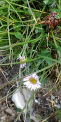 Erigeron alpinus
