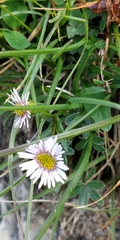 Erigeron alpinus
