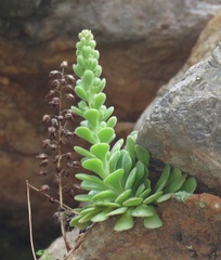 Rosularia globulariifolia