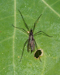 Gnophomyia tristissima