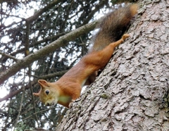 Sciurus vulgaris