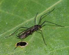 Gnophomyia tristissima