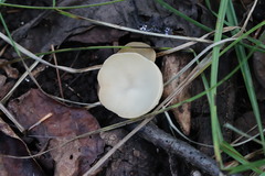 Sarcoscypha vassiljevae