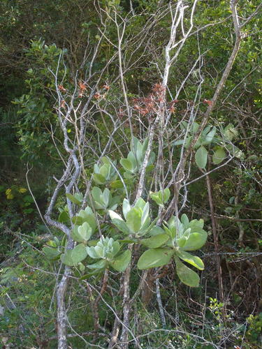 Cotyledon velutina