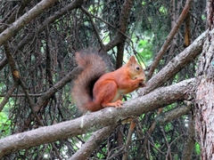 Sciurus vulgaris