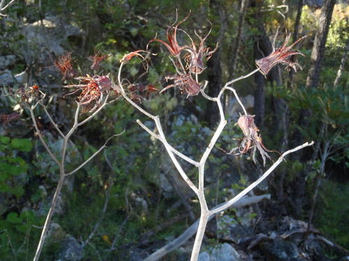 Cotyledon velutina