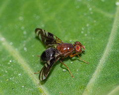 Parastenopa limata