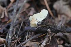 Sarcoscypha vassiljevae