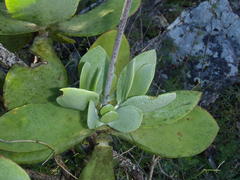 Cotyledon velutina