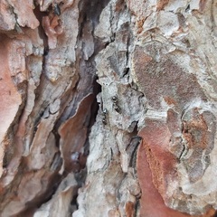 Crematogaster auberti