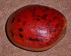 Macropsychanthus comosus