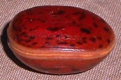 Macropsychanthus comosus