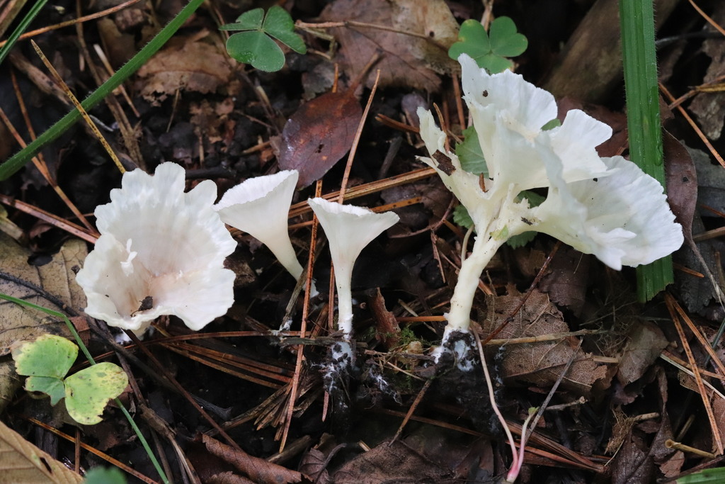 Neocotylidia diaphana · August 2021 · photo: © ninacourlee (iNaturalist, cc-by)