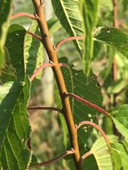 Prunus munsoniana