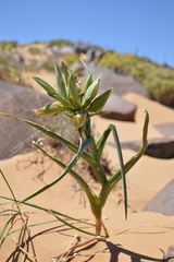 Ferraria schaeferi