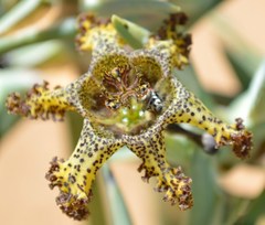 Ferraria schaeferi