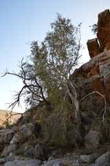 Ficus cordata cordata