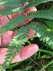 Albizia julibrissin julibrissin