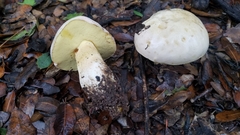 Butyriboletus pulchriceps
