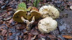 Butyriboletus pulchriceps