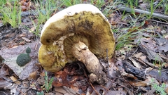 Butyriboletus pulchriceps