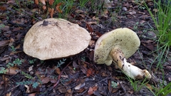 Butyriboletus pulchriceps