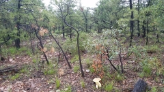 Butyriboletus pulchriceps