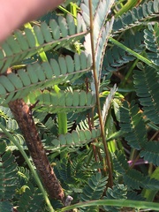 Albizia julibrissin julibrissin