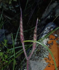 Streptocarpus meyeri