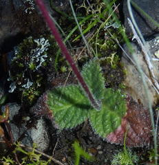 Streptocarpus meyeri