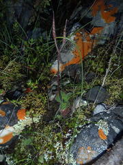 Streptocarpus meyeri
