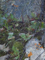 Streptocarpus meyeri