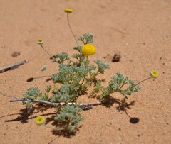 Foveolina dichotoma