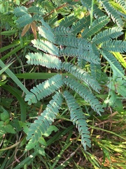 Albizia julibrissin julibrissin