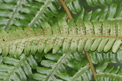 Dryopteris crassirhizoma