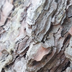 Crematogaster auberti