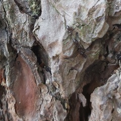 Crematogaster auberti