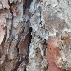 Crematogaster auberti