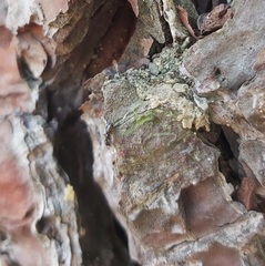 Crematogaster auberti