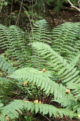 Dryopteris crassirhizoma
