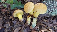 Boletus holoxanthus