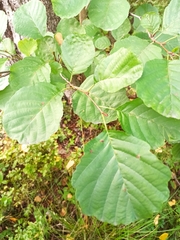 Alnus glutinosa
