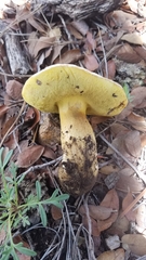 Butyriboletus pulchriceps