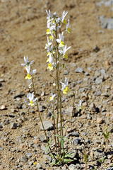 Nemesia ligulata