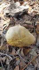 Butyriboletus pulchriceps