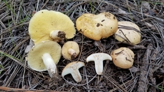 Suillus occidentalis